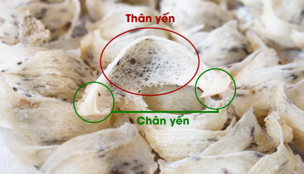 Chân yến là gì