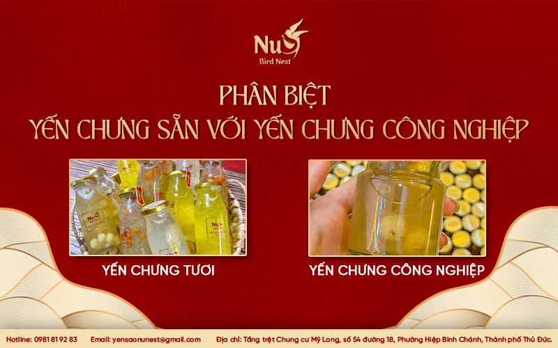 PHÂN BIỆT YẾN CHƯNG TƯƠI VỚI YẾN CHƯNG CÔNG NGHIỆP