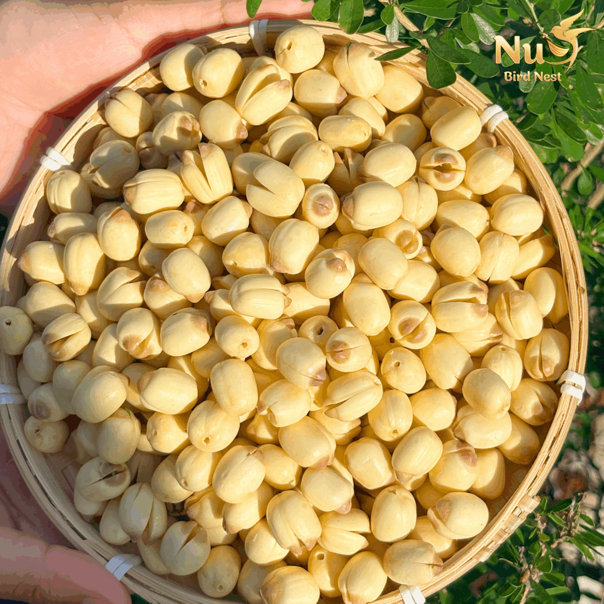 Chọn mua hạt sen